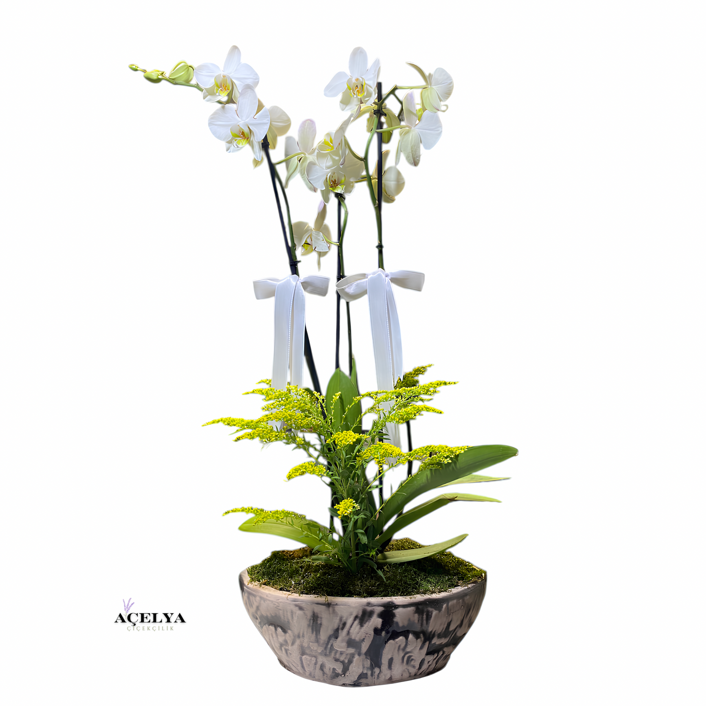 Seramik Kayık Saksıda Çift Dal Beyaz Orkide