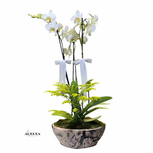 Seramik Kayık Saksıda Çift Dal Beyaz Orkide
