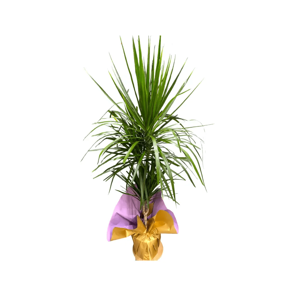 2’li Dracena Marginata - Balıkesir Açelya Çiçekçilik