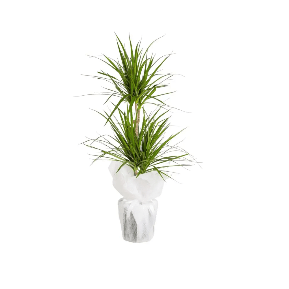 2'li Dracena Marginata - Balıkesir Açelya Çiçekçilik