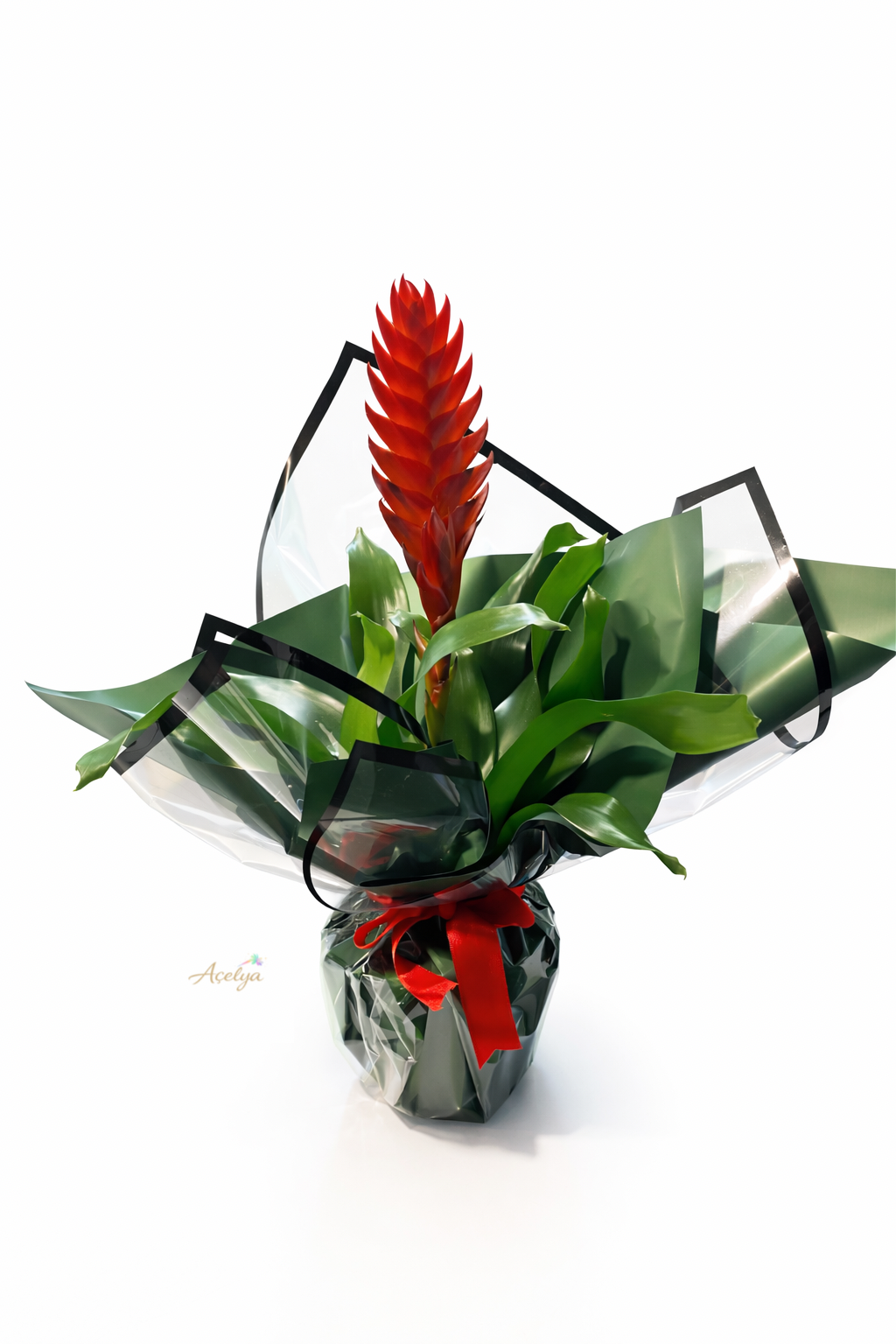 Vrezya Saksı Çiçeği