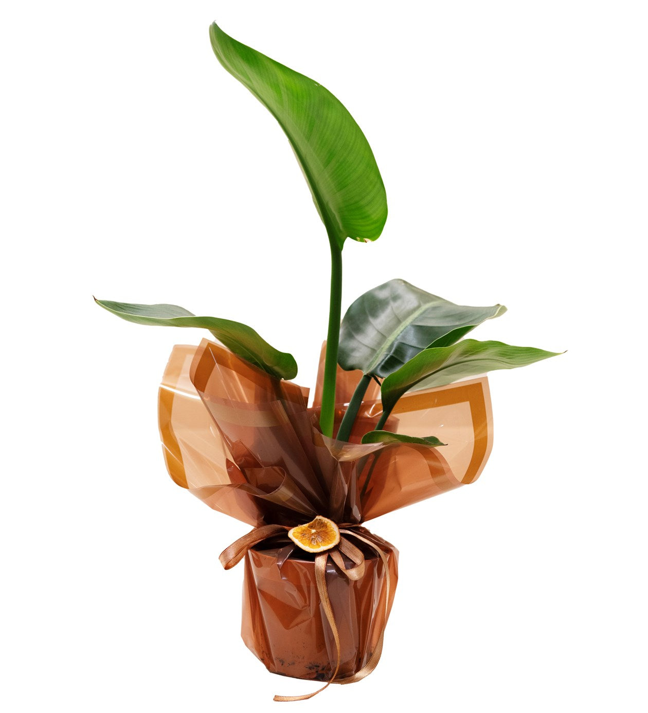 Starliçe (Küçük Boy)