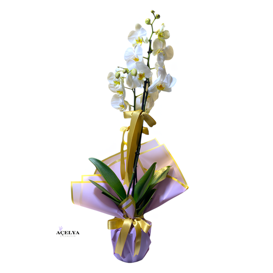 Çift Dal Beyaz Orkide