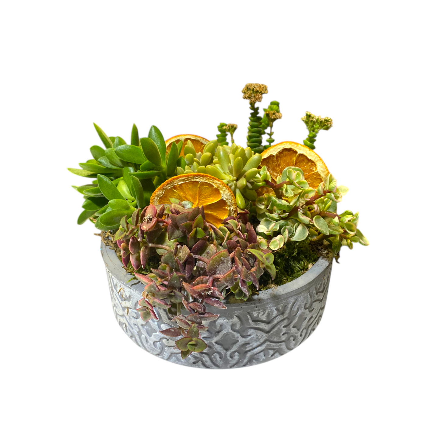 Seramik Saksıda Kaktüs Aranjmanı