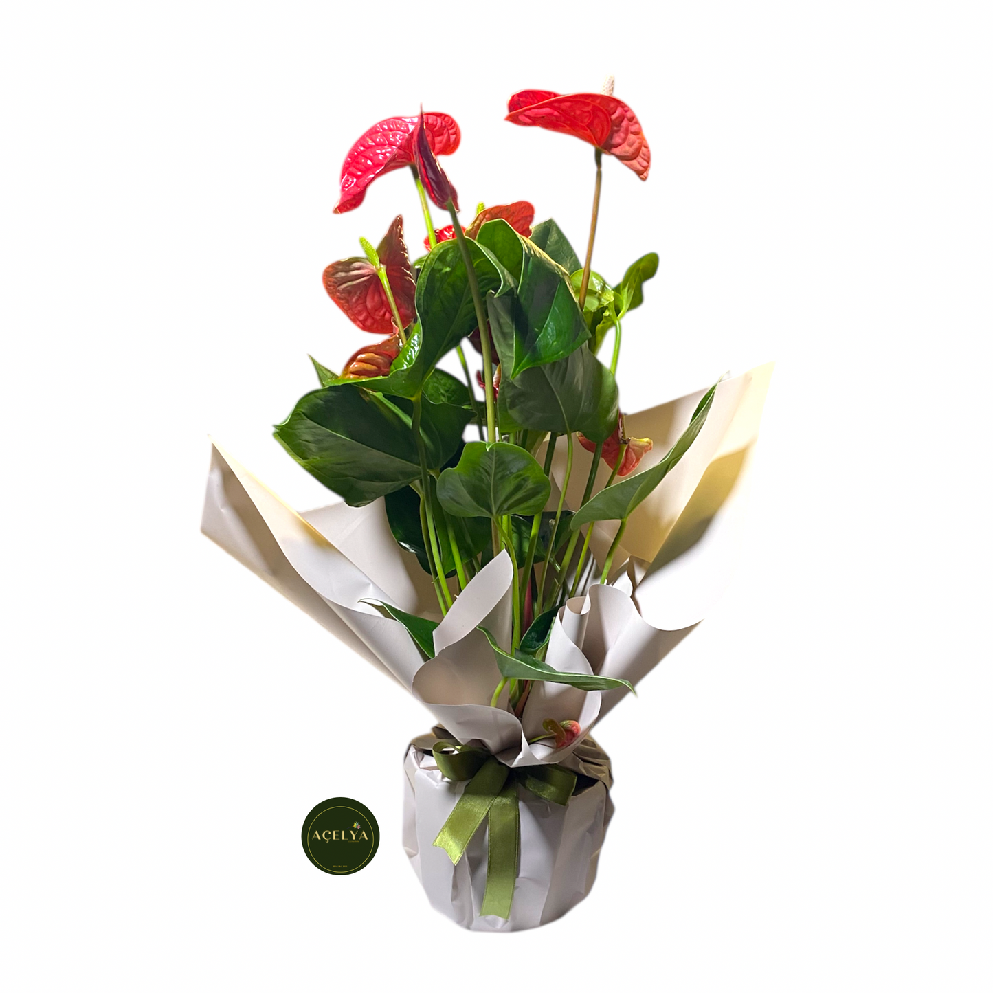 Antoryum Çiçeği (Büyük Boy)