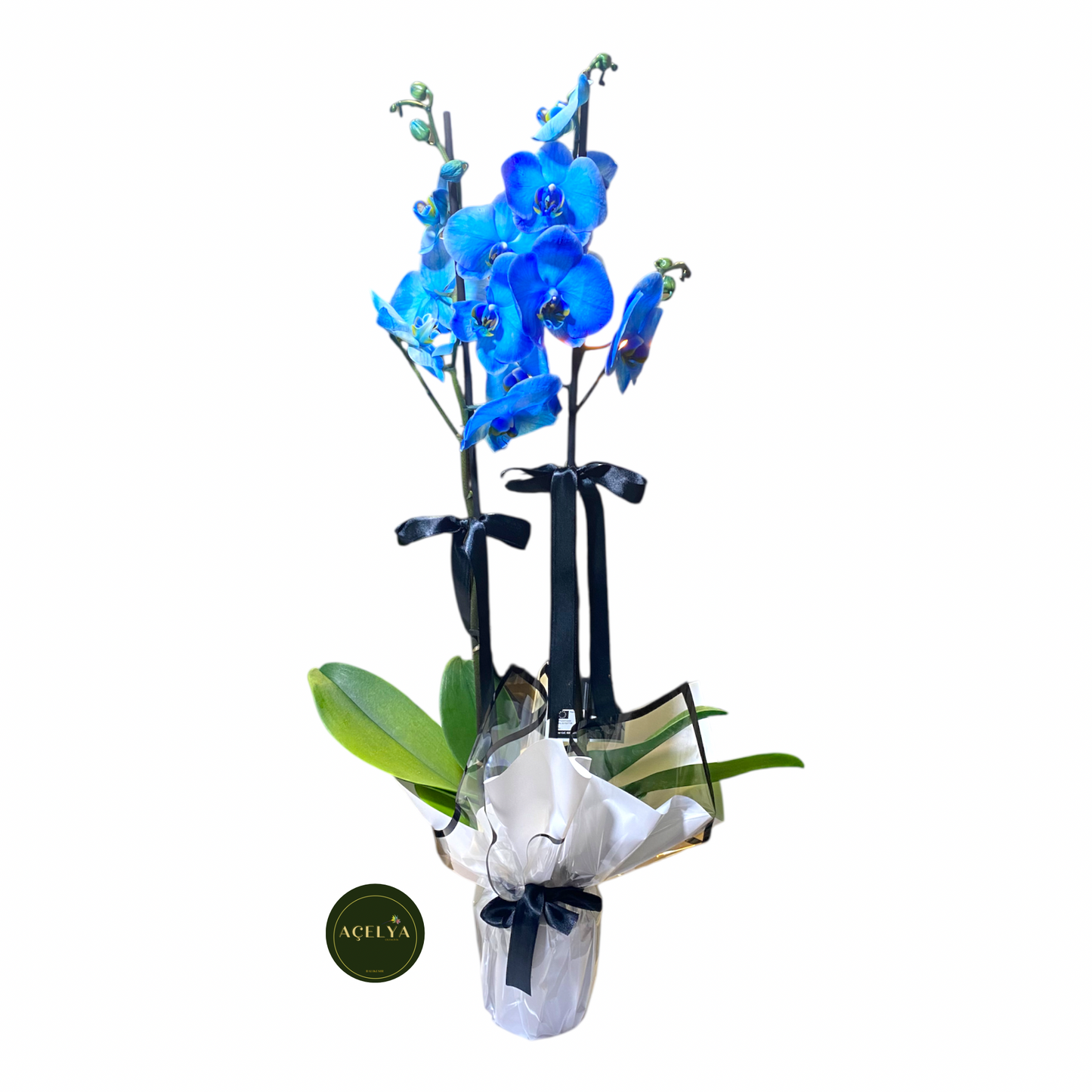 Çift Dal Mavi Orkide