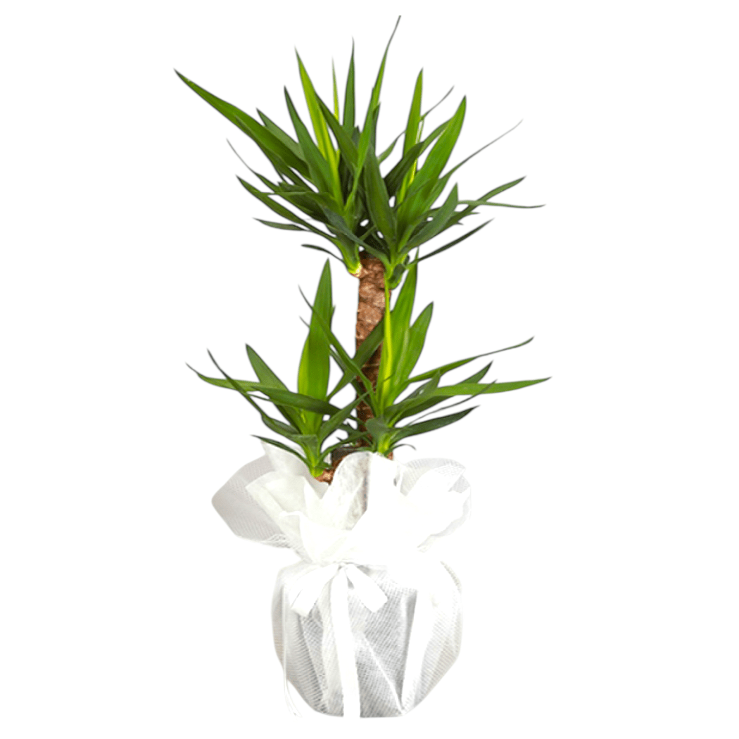 2’li Yucca - Balıkesir Açelya Çiçekçilik