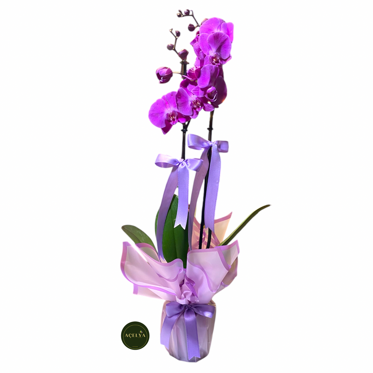 Çift Dal Mor Orkide