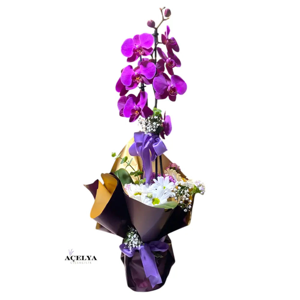 Annelere Özel Çift Dal Mor Orkide