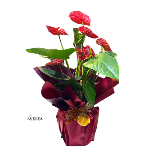 Antoryum Çiçeği (Büyük Boy)