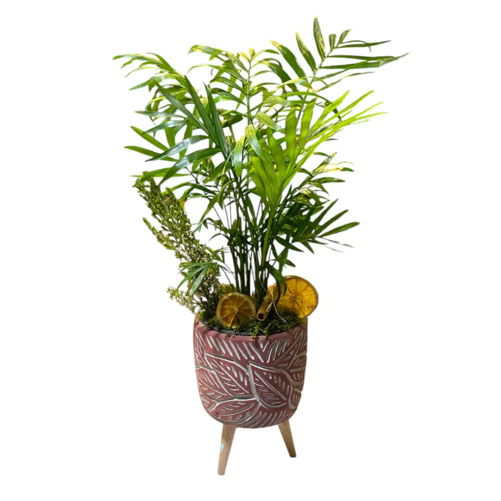 Ayaklı Saksıda Chamadore