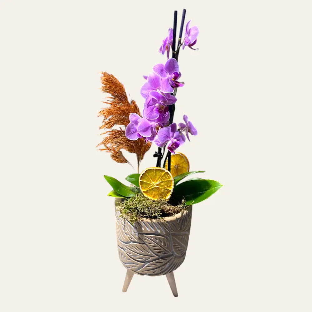 Ayaklı Saksıda Çift Dal Mini Orkide