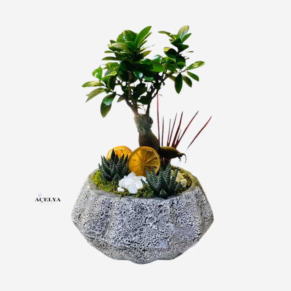 Beton Saksıda Bonsai - Balıkesir Açelya Çiçekçilik