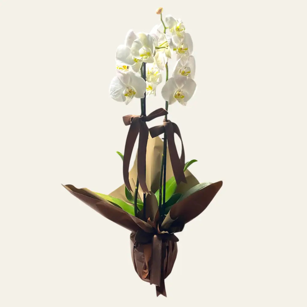 Çift Dal Beyaz Orkide