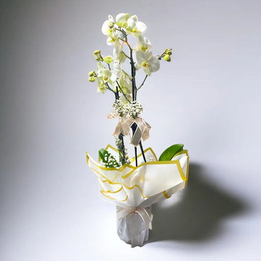 Çift Dal Beyaz Orkide