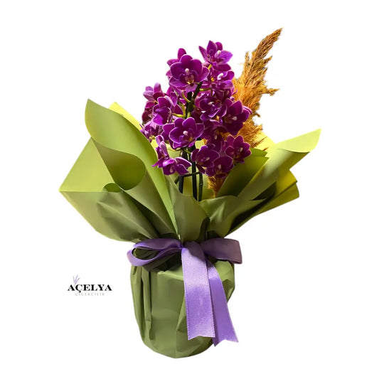 Çift Dal Mini Mor Orkide