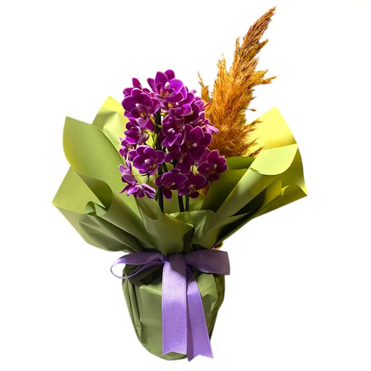 Çift Dal Mor Mini Orkide