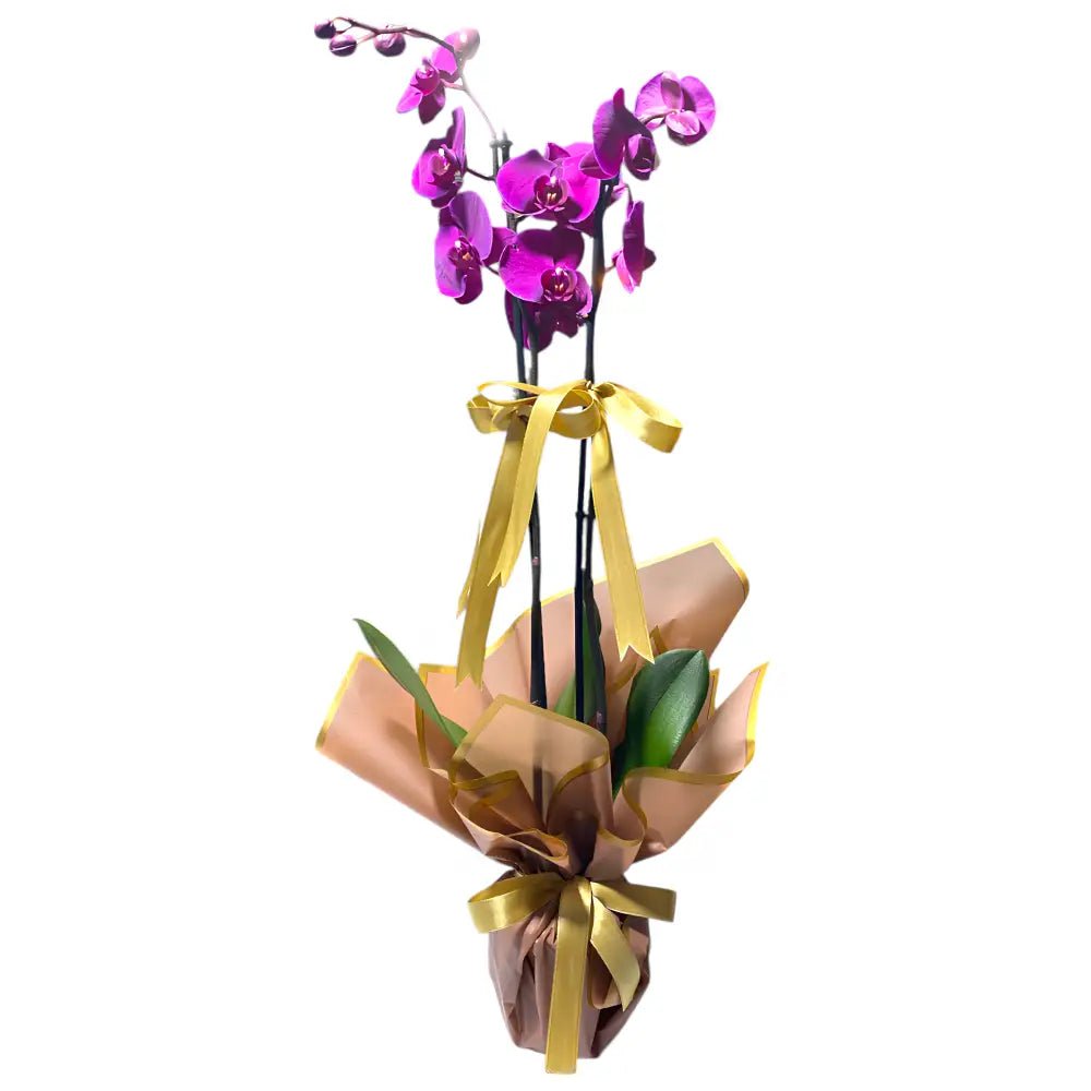 Çift Dal Mor Orkide