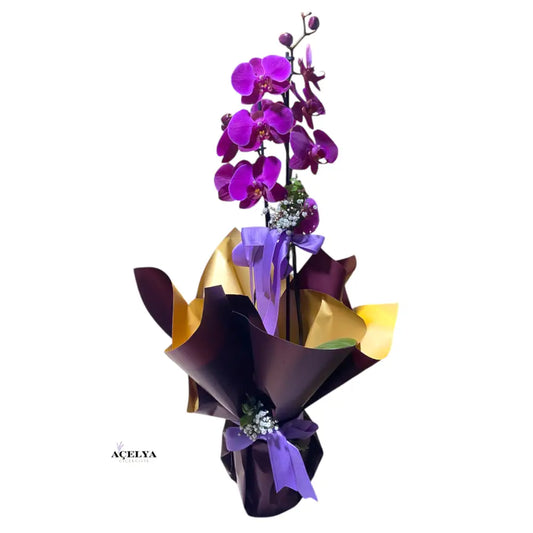 Çift Dal Mor Orkide