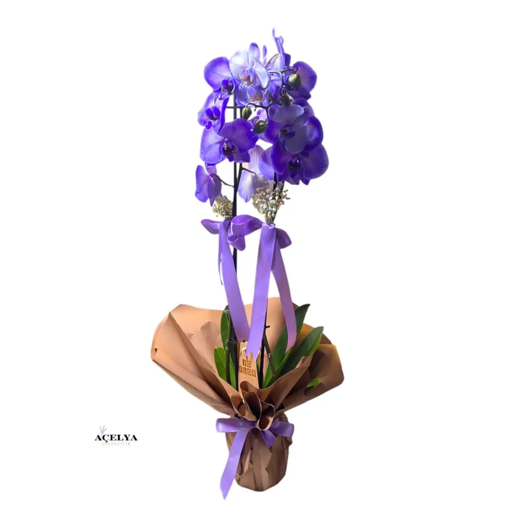 Çift Dal Mor Orkide