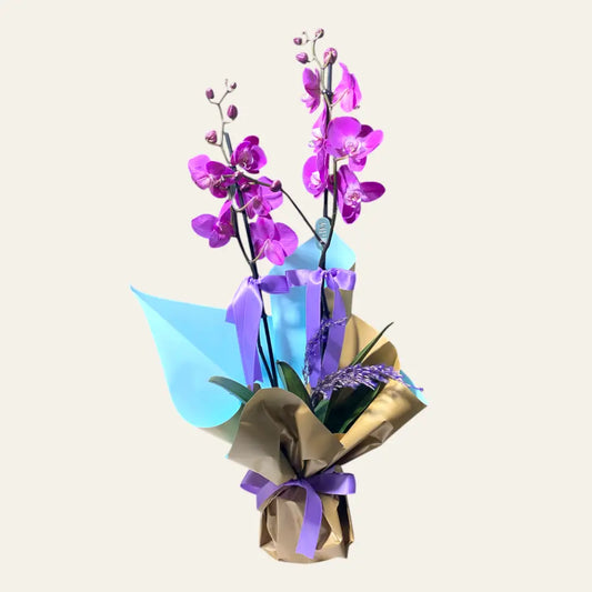 Çift Dal Mor Orkide (Büyük Boy)
