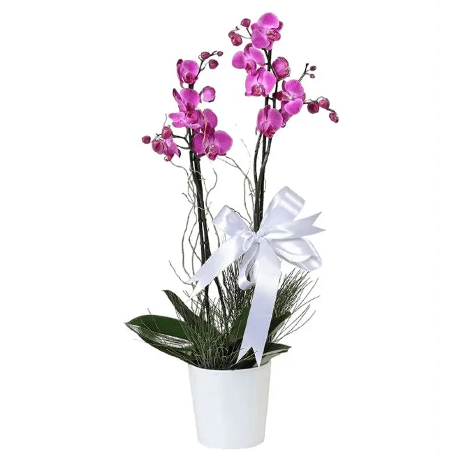 Vazoda Çift Dal Mor Orkide - Balıkesir Açelya Çiçekçilik