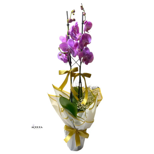 Çift Dal Pembe Orkide