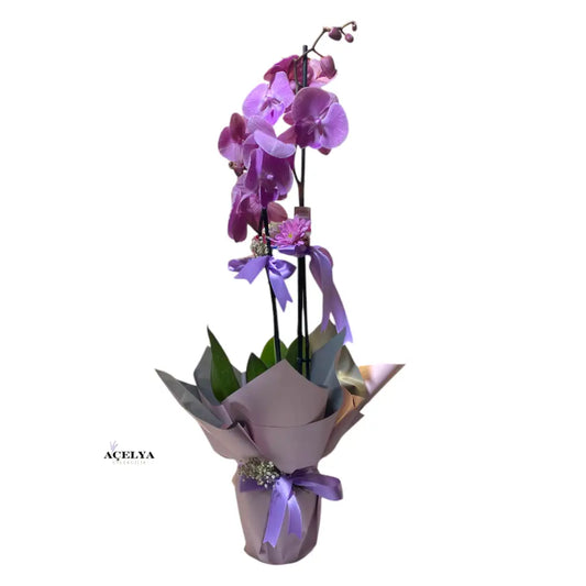 Çift Dal Pembe Orkide