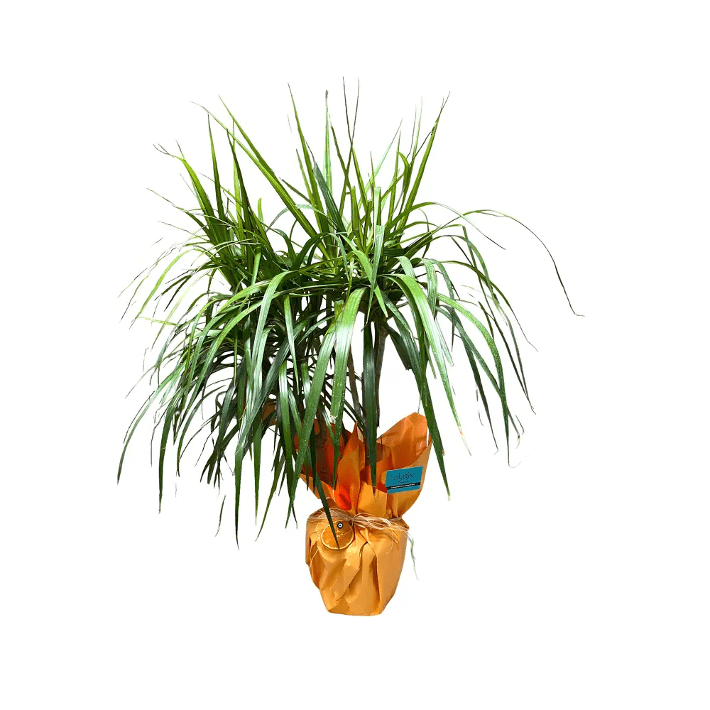 Dracena Marginata - Balıkesir Açelya Çiçekçilik