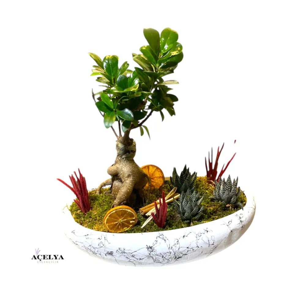 Kayık Saksıda Bonsai - Balıkesir Açelya Çiçekçilik