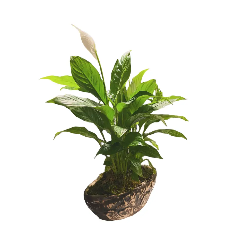 Kayık Saksıda Spatifilyum