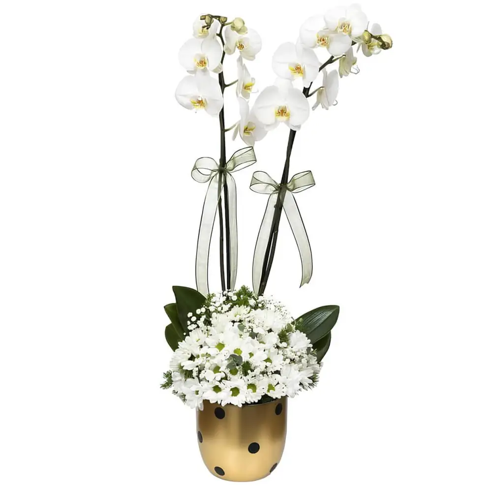 Puantiyeli Vazoda Papatya ve Çift Dal Orkide