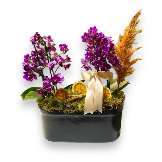 Saksıda 2 Adet Mini Orkide