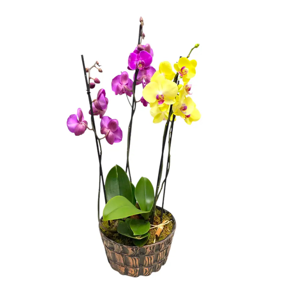 Saksıda 4 Dal Renkli Orkide