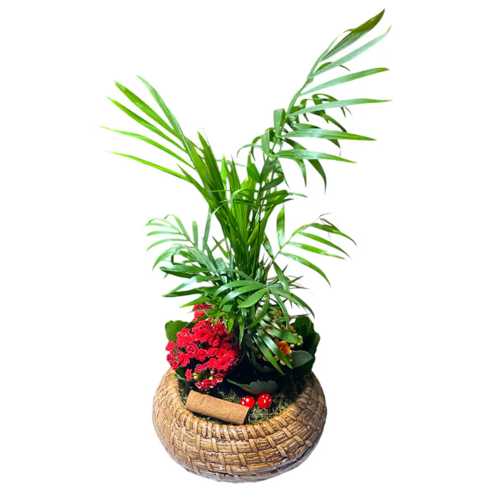 Saksıda Chamadore ve Kalanchoe