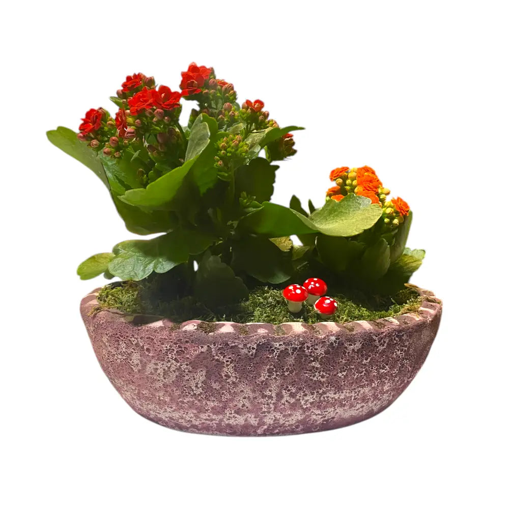 Saksıda Kalanchoe