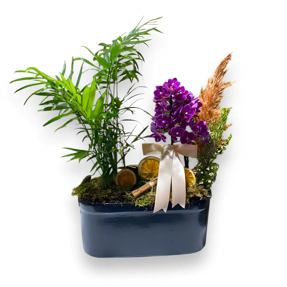 Saksıda Mini Orkide ve Chamadore