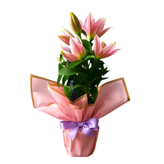 Saksıda Pembe Lilyum