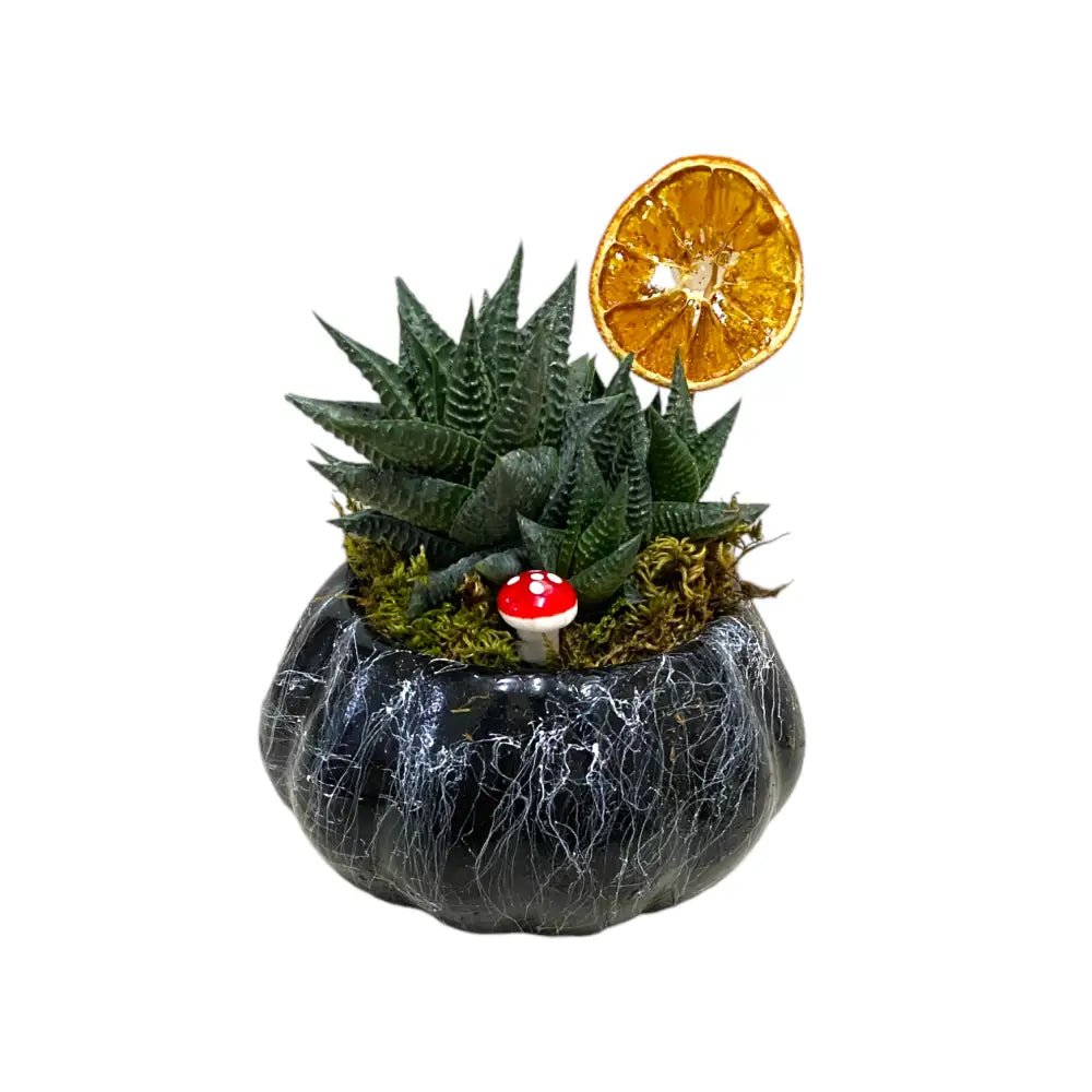 Saksıda Sukulent - Balıkesir Açelya Çiçekçilik