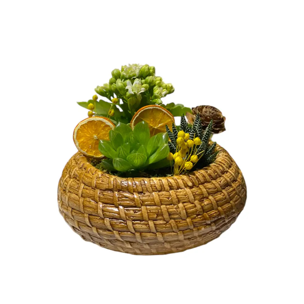 Saksıda Sukulent ve Kalanchoe