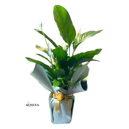 Spatifilyum Çiçeği (Büyük Boy)