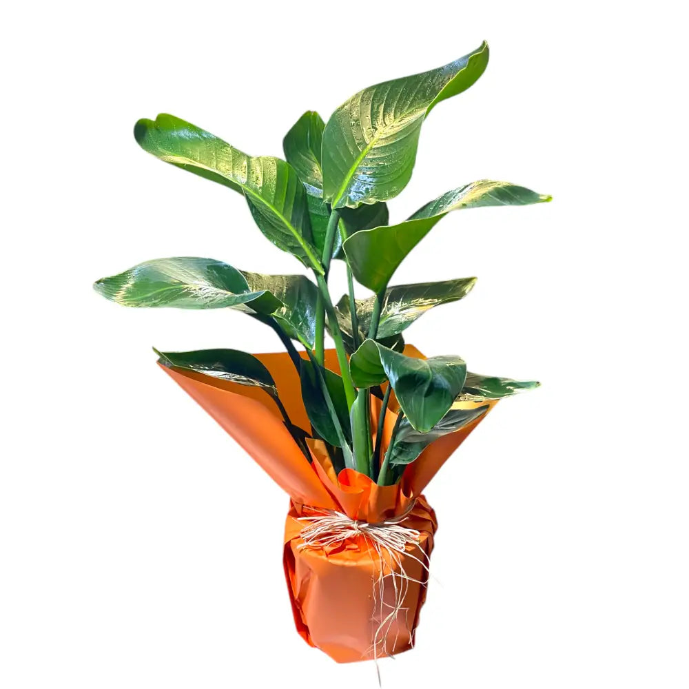 Starliçe (Büyük Boy)