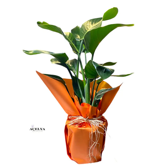 Starliçe (Büyük Boy)