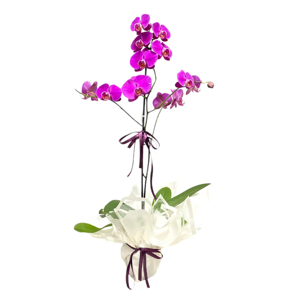 Tek Dal Mor Orkide