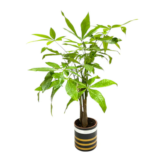 Vazoda Para Çiçeği