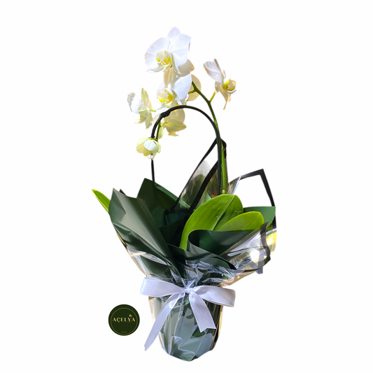 açelya çiçekçilik balıkesir