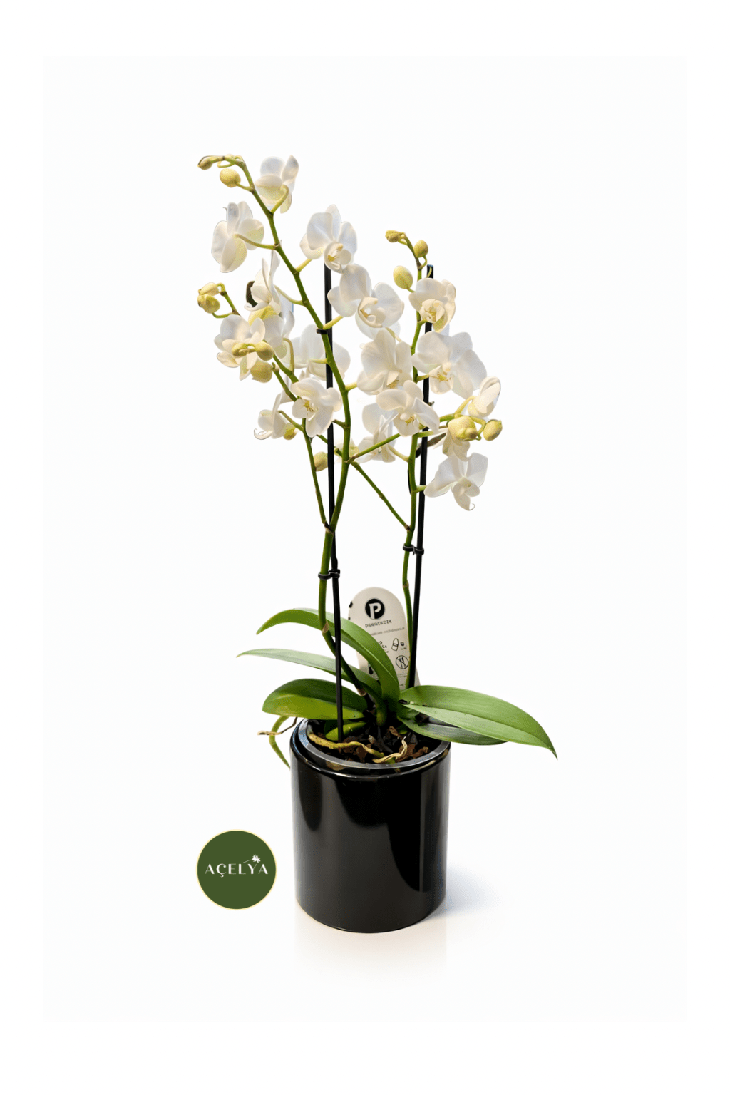 Vazoda Çift Dal Mini Orkide - Balıkesir Açelya Çiçekçilik