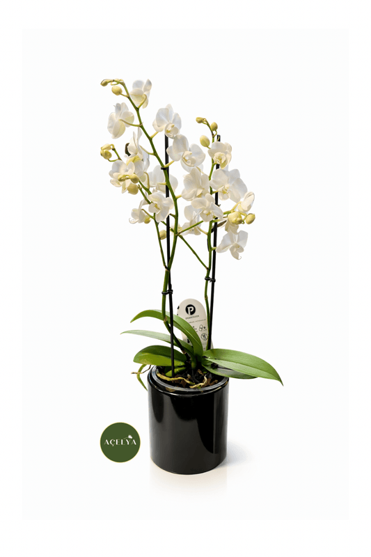 Vazoda Çift Dal Mini Orkide - Balıkesir Açelya Çiçekçilik