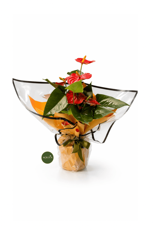 Küçük Boy Antoryum Çiçeği - Balıkesir Açelya Çiçekçilik