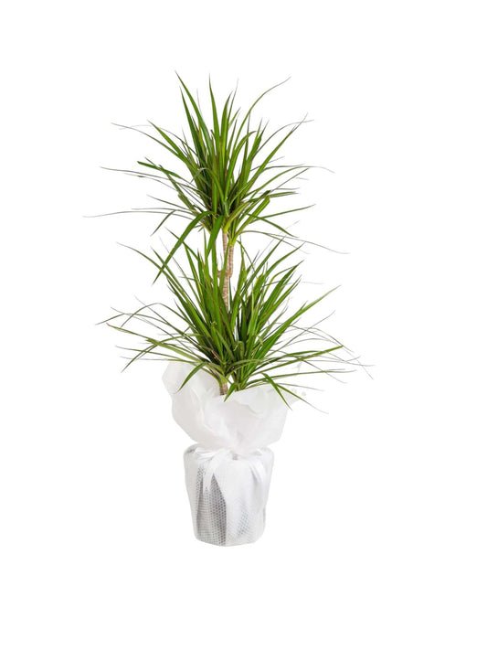 2’li Dracena Marginata - Çiçek